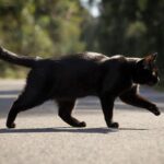 Черная кошка грациозно перебегает дорогу справа налево на фоне солнечного леса.